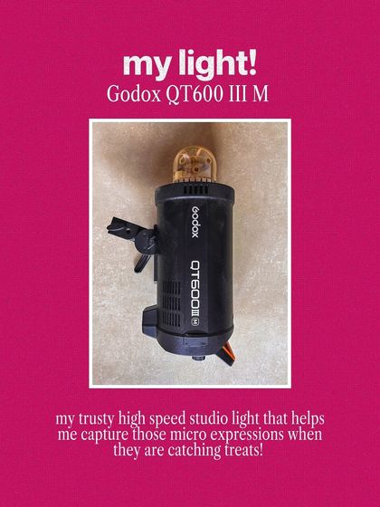 A look at my trusty Godox studio light. This piece of gear is essential for capturing those super-fast micro-expressions when pets are catching treats.