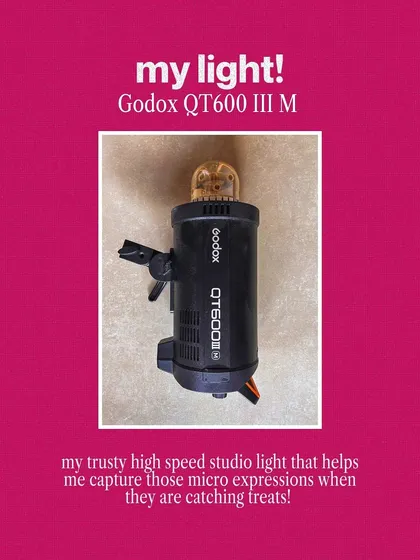 A look at my trusty Godox studio light. This piece of gear is essential for capturing those super-fast micro-expressions when pets are catching treats.