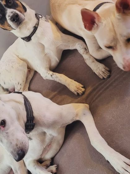 A trio of white Indies, all comfortable and relaxed on the couch. They are rescued dogs who have found a safe haven here.