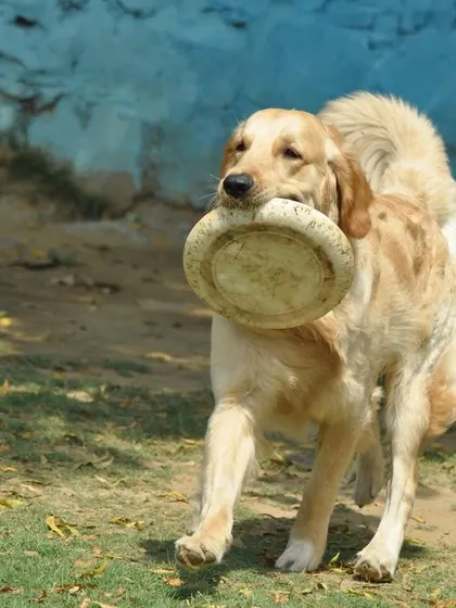 Another action shot of Milo and his favorite toy. We encourage active play to keep our furry guests healthy and stimulated.