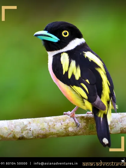 The stunningly colorful Black-and-yellow Broadbill, a jewel of Borneo's rainforests, perched on a branch. Our international birding tours are designed to help you find and appreciate such exotic and beautiful species in their native habitats.