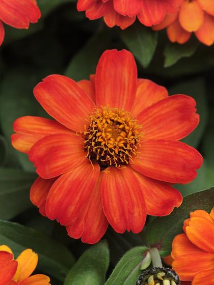 Meet the Zinnia Zahara Double, a garden favorite with striking double blooms in a fiery orange. This variety is naturally resistant to mildew and leaf spot, adding bold color without the fuss.