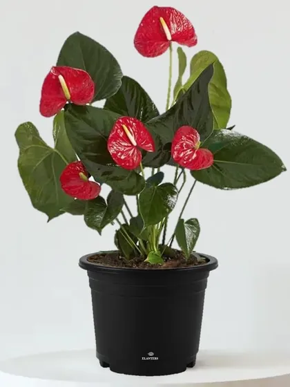 The Anthurium plant, with its glossy red, heart-shaped flowers, adds a vibrant and long-lasting splash of color to any indoor space.