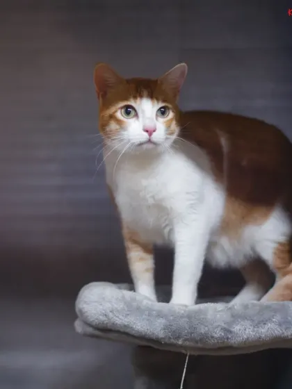 PetStepin - Pet Boarding & Daycare Kitty Kabins: Our Feline-Only Sanctuary photo 5