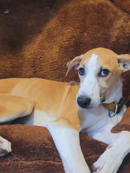 A shy Indie pup, finding comfort on a big soft cushion.