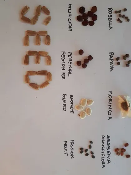 A display of various seeds I've collected for propagation, from passion fruit and papaya to different types of peas and gourds. This is the foundation of a self-reliant garden.