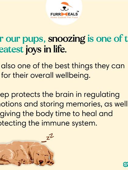 Is your dog getting enough sleep? This guide explains how much sleep dogs need at different life stages and how diet can affect their sleep quality, because a well-rested pup is a happy pup.