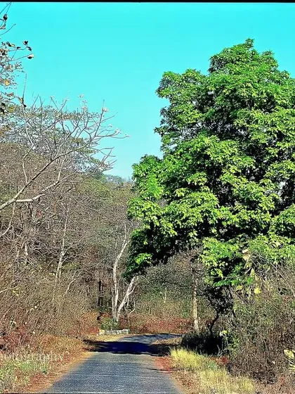 A road winds through the dry forest. One tree remains defiantly green against the parched landscape, a testament to resilience.