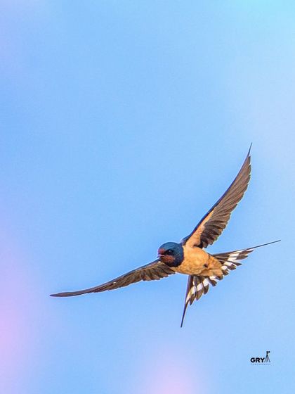 A Barn Swallow in full flight, showcasing its speed and agility. Capturing sharp images of these fast-moving aerial insectivores is a true test of skill and equipment.