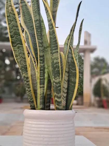 This is a classic ceramic pot that I use for my snake plants. It's heavy, looks good, and is perfect for indoor plants that don't need a very large container.