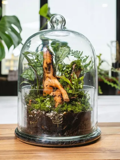 A classic cloche terrarium, perfect for adding a touch of nature to a desk or shelf. The glass dome protects the plants and creates a beautiful, moody aesthetic.