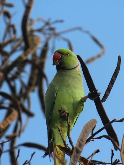 A rose-ringed parakeet, with its distinctive green plumage, looks out from a tree. Spotting these colorful birds is a common and delightful experience during a walk through our retreat.