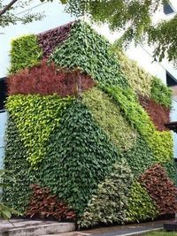 Vertical Garden & Green Wall Services