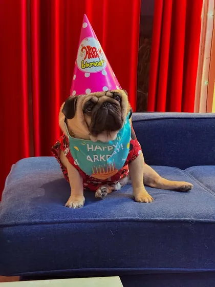 Max the Pug is looking very festive in his party hat and "Happy Barkday" bandana. He's ready to party!
