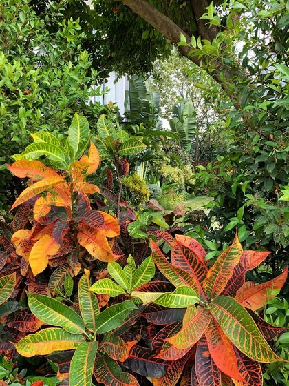 Sora Garden Design - Landscape & Garden Design Lush Tropical Havens photo 6