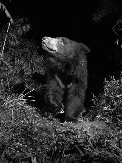 A Sloth Bear stands on its hind legs, sniffing the air. This monochrome image captures a moment of alertness and curiosity.