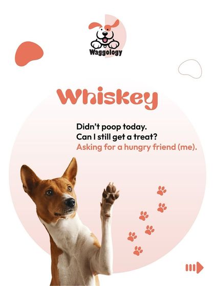 This is the first in a series of fun "pet personality" posts. Whiskey, the Basenji, is asking the important questions: "Didn't poop today. Can I still get a treat? Asking for a hungry friend (me)."