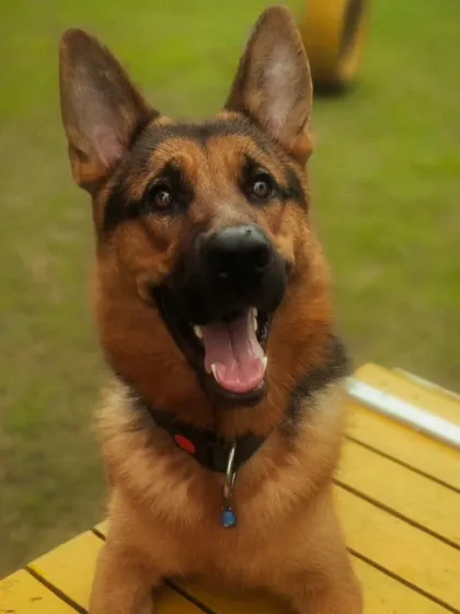 The best boy, Juno. This German Shepherd has a smile that can light up the whole playground.