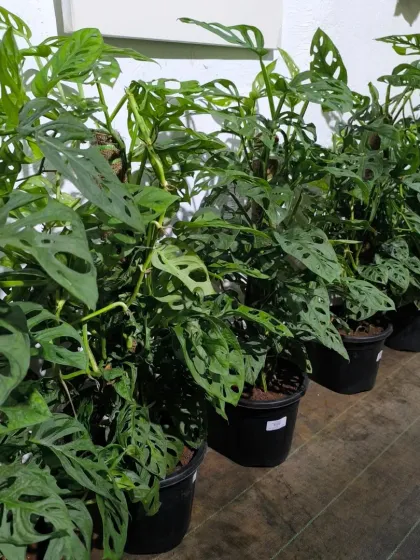 A fresh batch of Monstera Adansonii, also known as the Swiss Cheese Vine, ready for our customers. Their fenestrated leaves are always a conversation starter.