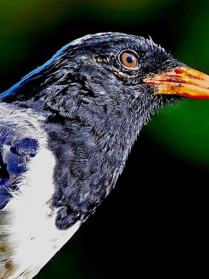 A portrait of a Red-billed Blue Magpie with wet feathers. The detail shows the texture of its dark, ruffled plumage and its powerful beak against a dark background.