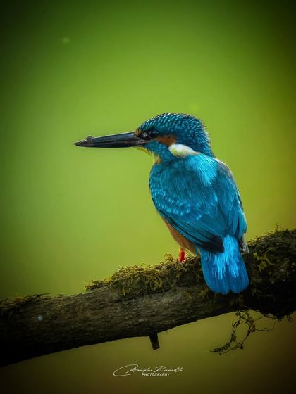 Kingfishers: Jewels of the River photo 12