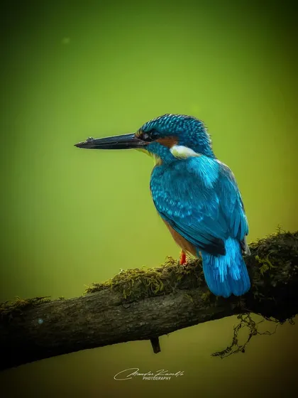 A Common Kingfisher portrait with a moody, dark green background. The lighting highlights the brilliant blue on its back and head.