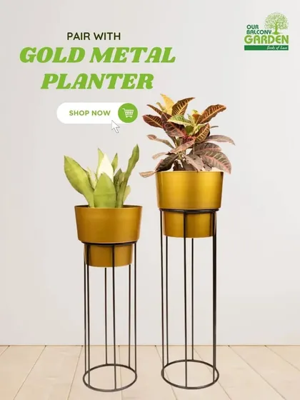 Our gold metal planters with stands are perfect for showcasing plants like the low-maintenance Sansevieria. They come in two sizes to create a beautiful tiered display.