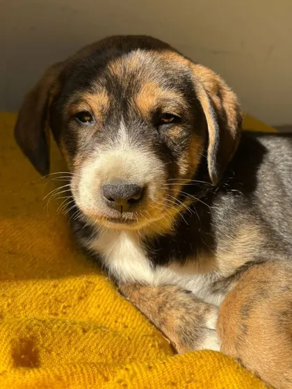 Soaking up some morning sun. This pup has a beautiful multi-colored coat and a calm demeanor. He is currently being fostered in Delhi and is available for adoption.