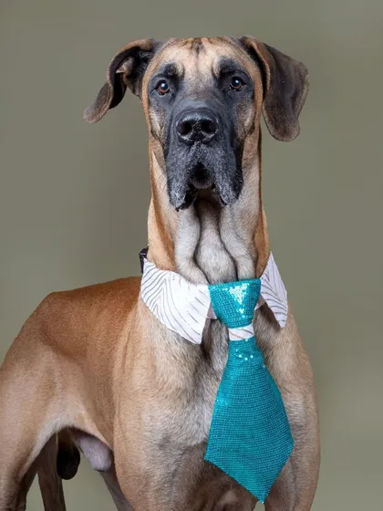 Who says big dogs can't be fashion icons? This handsome Great Dane is looking sharp and sophisticated in a custom tie, showing how I capture pet apparel on all breeds, big and small.
