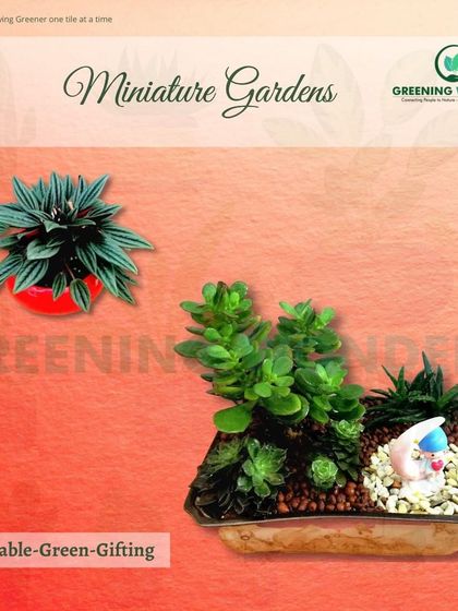 Greening Wonders - Corporate & Personal Plant Gifting Miniature Gardens & Terrariums photo 4