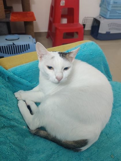 Sammy's Nest - Home Boarding for Small Pets Happy Cats: Our Boarding Guests photo 68