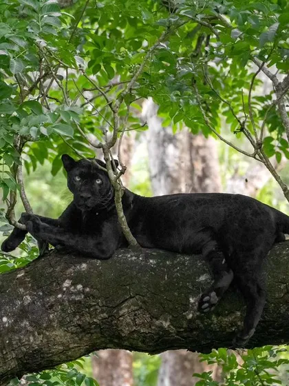 The beloved black leopard Kariyanna, now in a new range of the Nagarahole tiger reserve. The monsoon season is the perfect time to photograph him against the lush green backdrop.