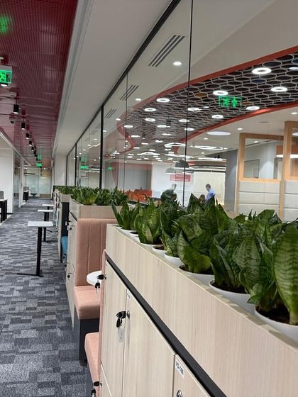 A long view of the Prudential workspace, where rows of snake plants in planters define pathways and separate work zones. This linear arrangement provides structure and rhythm to the open-plan office.
