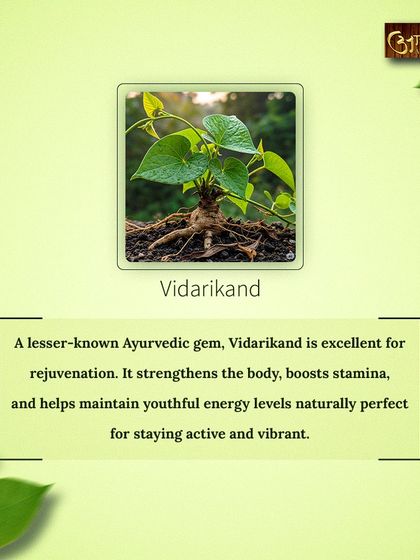 Vidarikand is a lesser known but powerful Ayurvedic gem for rejuvenation. It strengthens the body, boosts stamina, and helps maintain youthful energy levels, making it perfect for staying active and vibrant.