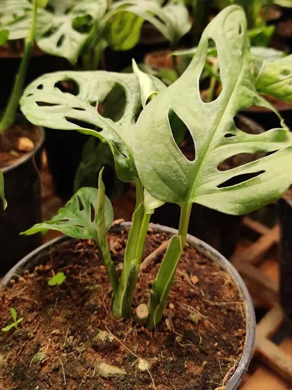 The Monstera Obliqua, with its interesting leaves, is a plant that everyone loves. It's a great choice for an indoor plant that adds a stylish touch to your decor.