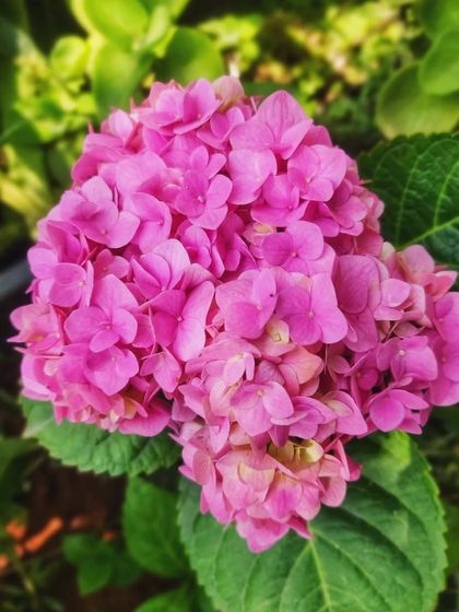 The color of a hydrangea can change with the soil's acidity. This lovely pink one adds a soft, romantic feel to the garden corner where it grows.