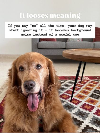 Nitika Ahlawat - Dog and Child Safety & Integration Myth Busters: Common Training Mistakes photo 4