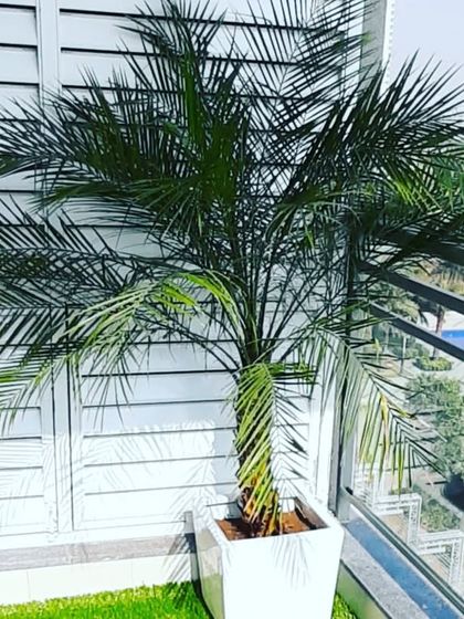 A small balcony in Gurgaon featuring a single palm tree in a modern white planter, adding a tropical feel.