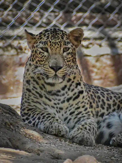 A quiet moment of observation with a leopard. Getting a clear, calm portrait of a big cat like this is a rare and humbling experience that requires immense patience and respect for the animal.