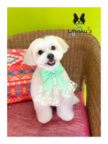 Furrybells Pet Grooming - Pet Grooming (Dogs & Cats) Breed-Specific Dog Styles photo 4