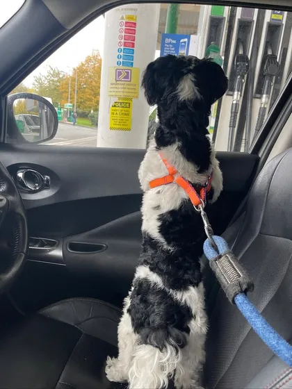 Brave little Leo, looking out the car window after arriving in the UK. He traveled by train from Hyderabad to Delhi before his international flight.