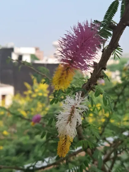 Bhardwaj - Urban Gardening Consultation Auspicious Plants for Your Home photo 8