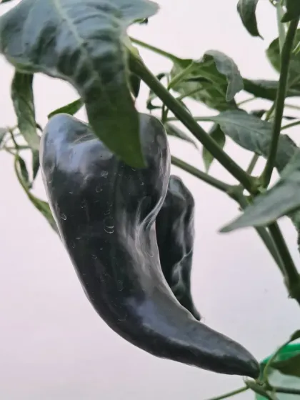 A dark green capsicum, or bell pepper, almost ready for harvest. Growing capsicum in pots is very much possible with the right care.