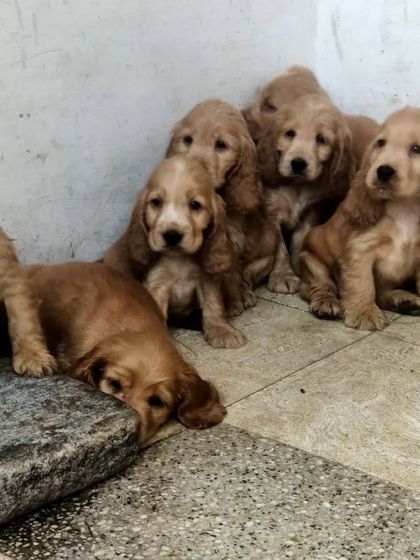 Our Cocker Spaniel puppies are curious and playful, ready for their new caring homes.