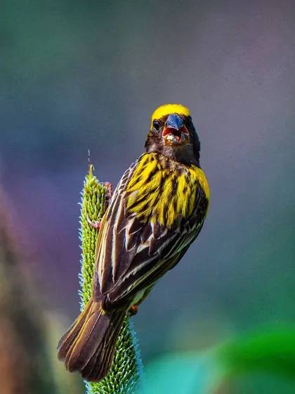 A Baya Weaver bird in Maharashtra seems to be singing its heart out. These birds are known for their intricate nests and social nature.