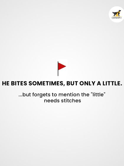 Oh My Pet - At-home Pet Grooming A Pet Parent's Guide photo 6