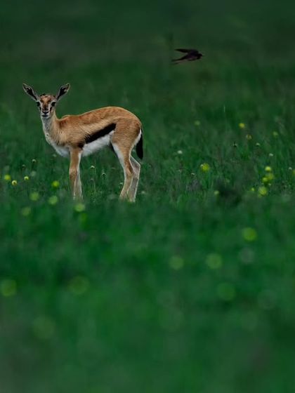 Giants & Other Jewels photo 9