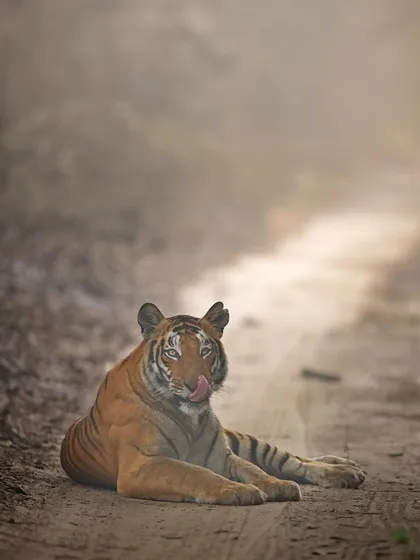 A moment of rest for a tiger on a dusty jungle track. The soft light and relaxed posture, tongue just licking its lips, provide a serene portrait of this magnificent cat.