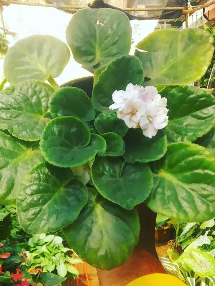 Flowering Beauties photo 17