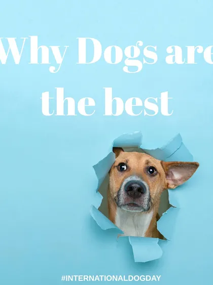 I created this graphic for International Dog Day, featuring a curious dog peeking through a fun paper tear. It’s a simple, eye-catching design that celebrates our best friends and is great for social media engagement.